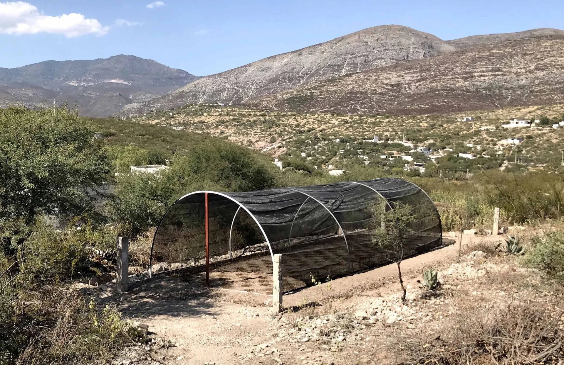 Stray Dog Gives Back |  El Maíze Más Pequeño A.C.